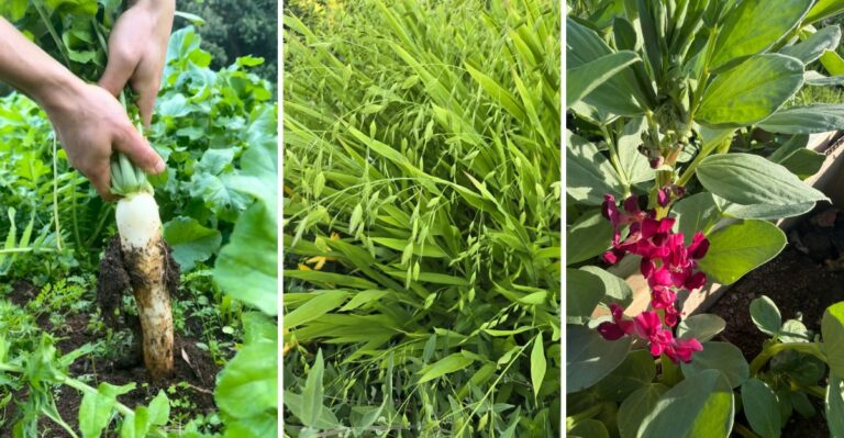 October Cover Crops That Bring Richer Soil Next Year