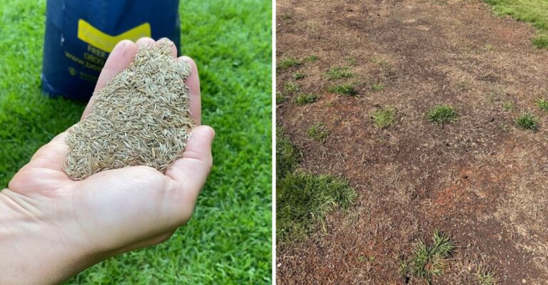 These Are The Signs Fall Overseeding Came Too Late For Your Virginia Lawn
