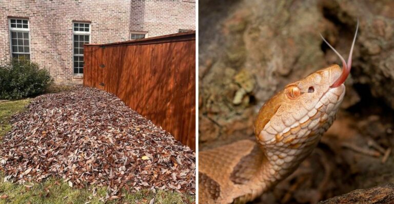 The Fall Yard Mistake That Draws Snakes Closer To Texas Homes