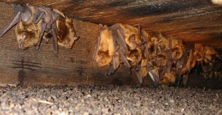 September Is Finally The Time Florida Homeowners Can Deal With Bats In The Attic