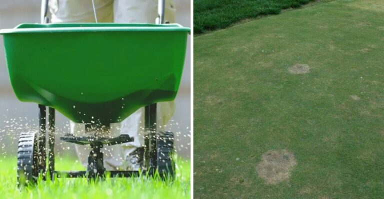 Why Fertilizing North Carolina Bermudagrass In October Can Lead To Serious Winter Damage