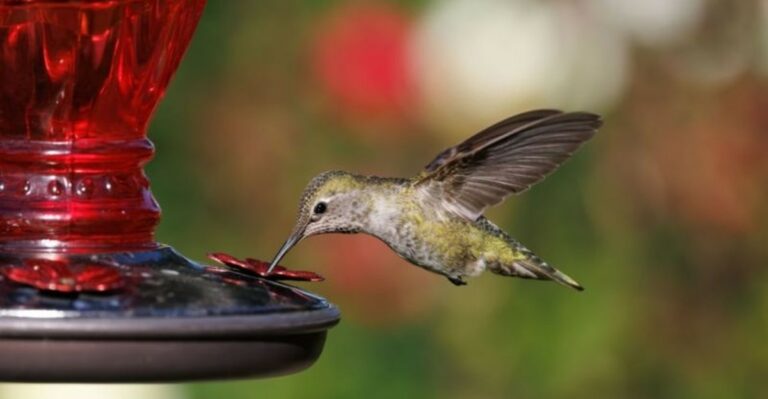 Why Texas Hummingbirds Can Drink Nectar Upside Down