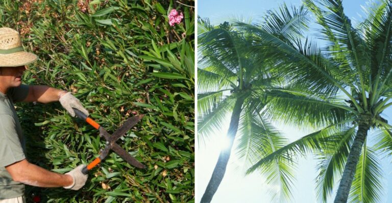 Florida Plants You Can Prune In September (And Ones You Should Leave Alone)