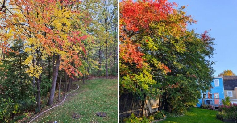 Why Michigan’s Fall Color Is Starting Early Up North