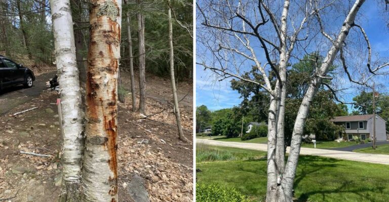 Why Paper Birch Struggles In Hot Michigan Front Yards (And Where It Actually Belongs)