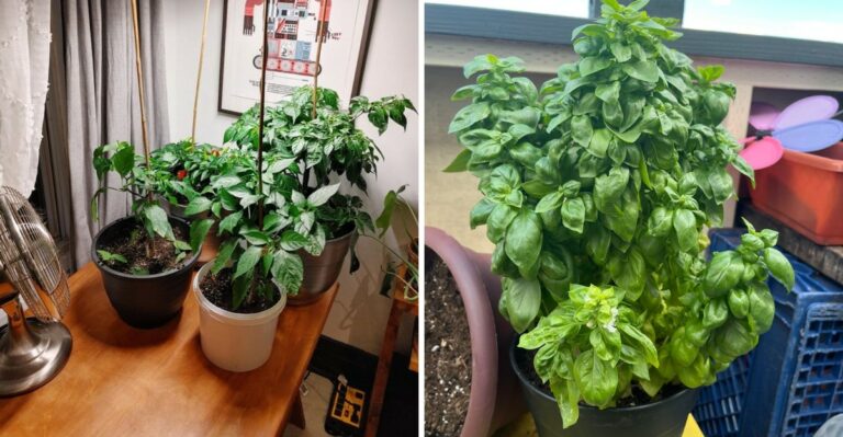 What To Do With Peppers And Basil Before Ohio’s First Frost