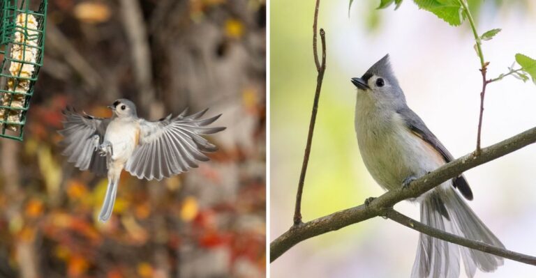 The Meaning Behind Tufted Titmouse Suddenly Appearing At Your Pennsylvania Feeder