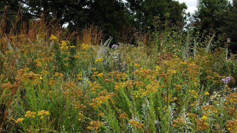 Before the ground hardens, plant these 8 native Wisconsin wildflowers that need a cold winter to sprout