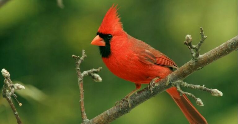 Florida September Garden Cleanup Mistake That Removes Food Cardinals Were About To Eat
