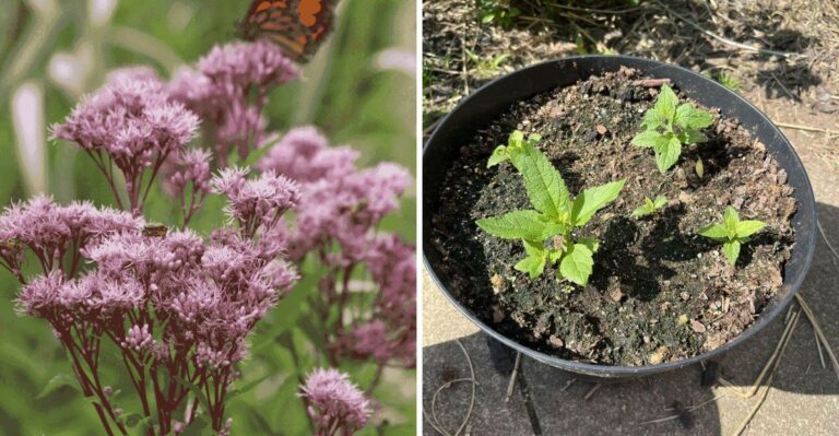The Most Underrated Ohio Patio Plant That Brings Butterflies