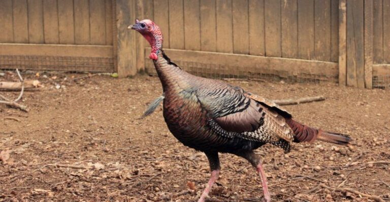 What It Means When You Spot A Wild Turkey In Your New York Yard This Fall