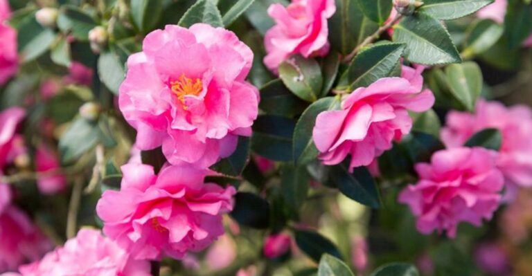 Alabama’s Official State Flower Is Blooming Weeks Before Most People Expect It To