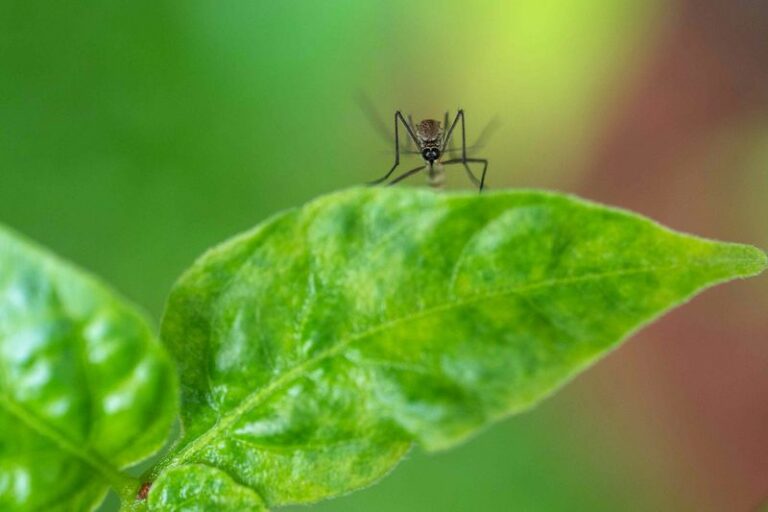 Does Arizona Mint Really Help Mosquitoes Lose Your Trail?