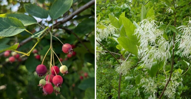 Why Pennsylvania Gardeners Are Replacing Bradford Pear With Smarter Native Trees
