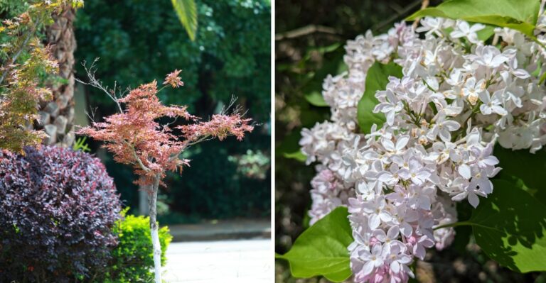 A Ringwood Botanical Garden Is Riding A Native Plant Buying Rush At Its Fall Plant Sale