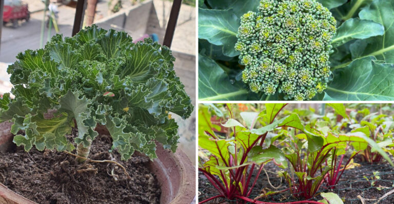 What To Plant In California In September For A Strong Fall Garden