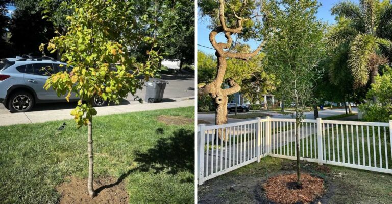 Fall-Planted Trees Root Faster In Indiana Than Spring-Planted Ones