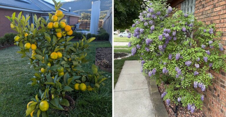 The California Garden Plants That Benefit From A Fall Soil Check