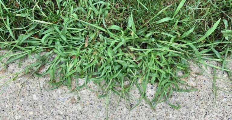 Your Lawn May Be Inviting Weeds Without You Knowing