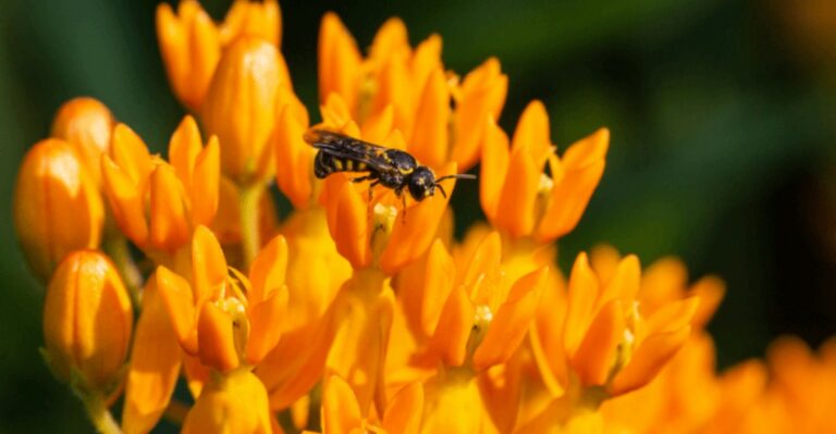 Why Early Fall Matters So Much For Attracting Pollinators To Your Arizona Yard