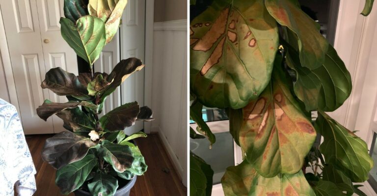 10 Reasons Your Fiddle Leaf Fig Has Brown Spots