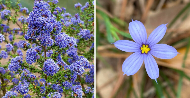 California Native Plants For Narrow Side Yards That Won’t Swallow The Walkway