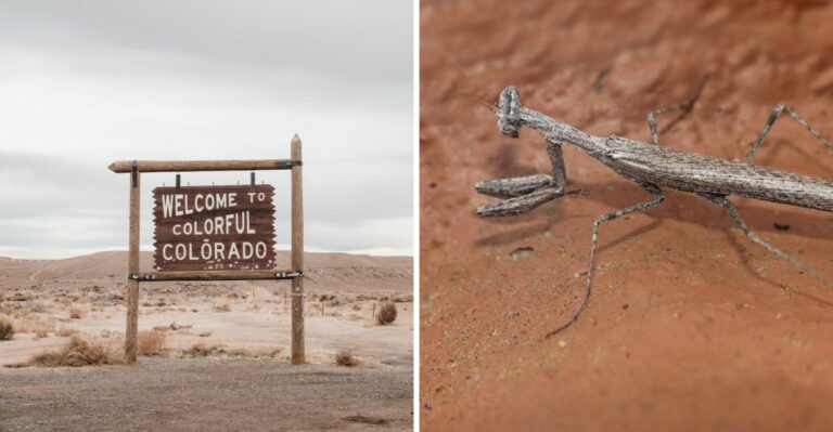 This Colorado Native Doesn’t Look Like Any Praying Mantis You’ve Seen