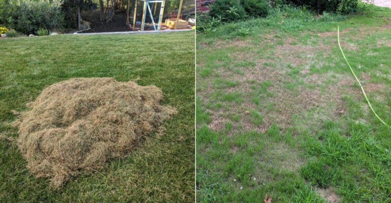 The Fall Lawn Repair Mistake California Homeowners Make After A Hot Summer