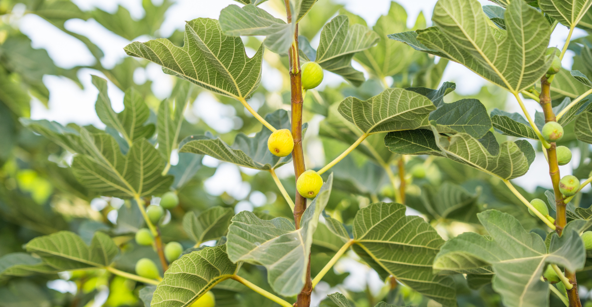 fig tree (featured image)
