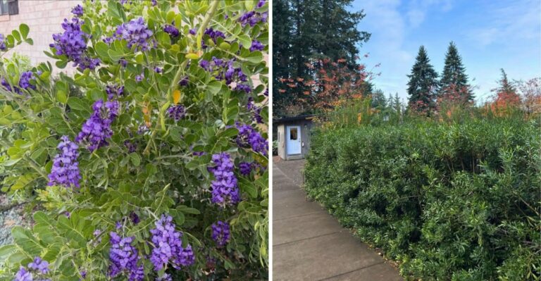 The Best Native Texas Hedges That Stay Full Through Winter