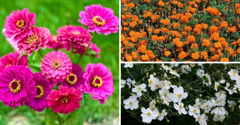 8 Flowers That Keep Blooming Into October When Most Gardens Fade