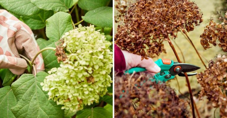 What Pennsylvania Gardeners Should Do With Fading Hydrangea Blooms In September