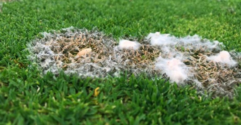 8 Ways To Prevent Snow Mold Before The First Snow
