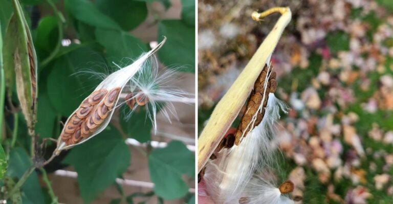The Seed Pods Splitting Open Across Maryland Gardens This Week