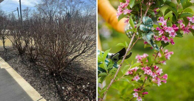 The Shrubs To Prune In Late September In Ohio (And The Ones To Leave Be)
