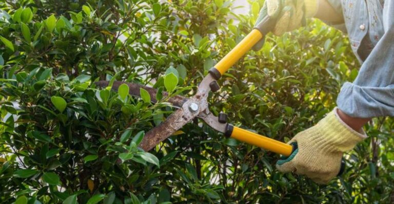Think Those Shrubs Are Yours to Prune? Your Ohio HOA Rules May Say Otherwise
