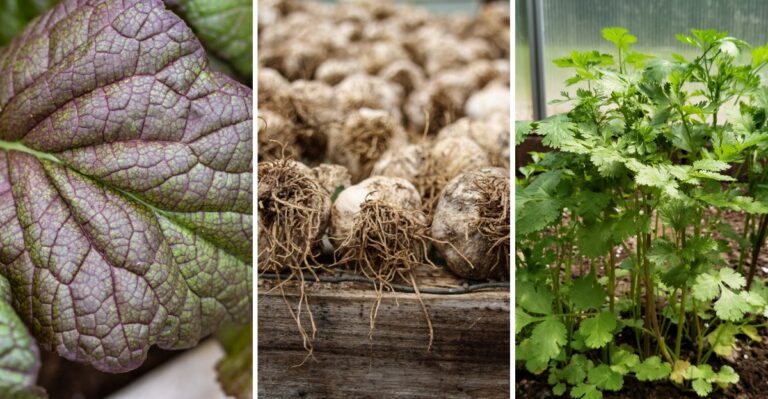 Late September Is a Prime Time For These 8 Tennessee Garden Crops