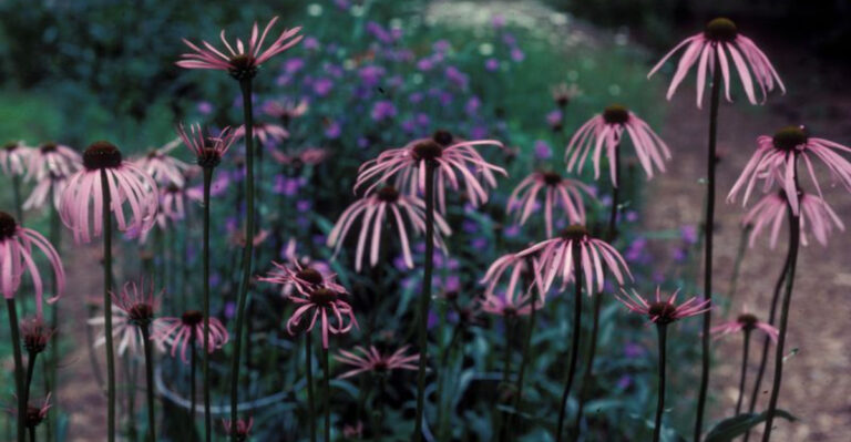 pink coneflowers in fall