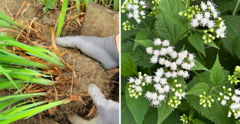September Is The Right Time To Divide These Georgia Perennials