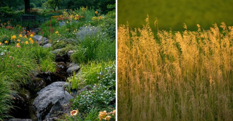 Minnesota Homeowners Are Racing To Native Plant Sales As The Yard Rewilding Trend Keeps Growing