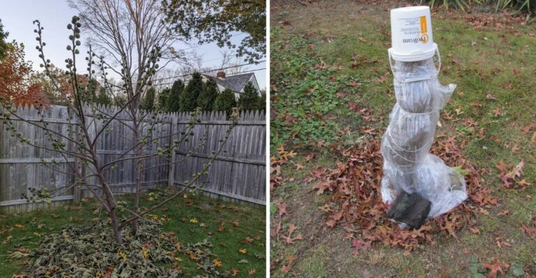 What Your Virginia Fig Trees Need Before First Freeze To Protect Their Wood