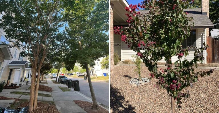 Why North Carolina Crape Myrtle Roots Slowly Crack Sidewalks And Driveways Over Time