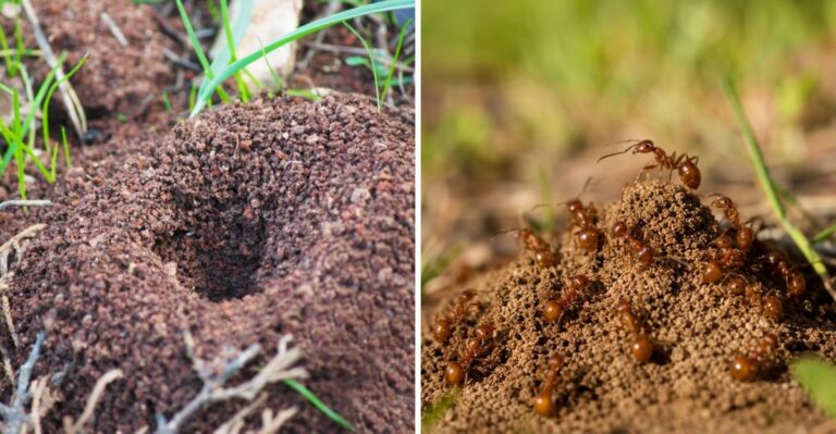 The Texas Lawn Pest That Keeps Coming Back No Matter What You Spray
