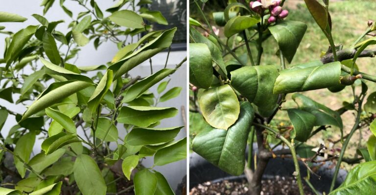 How To Stop California Citrus Leaves From Curling In September Heat