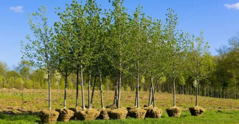 Ohio’s Tree Planting Window Is Closing Before Winter Locks The Ground