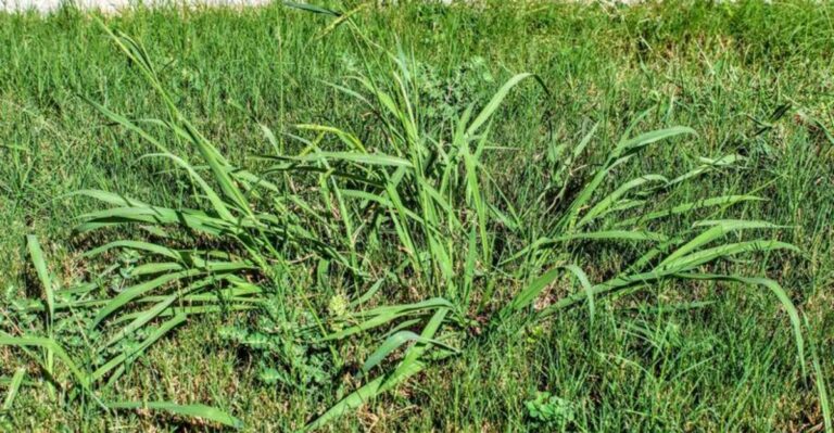 The Lawn Mistake That Helps Crabgrass Spread Faster