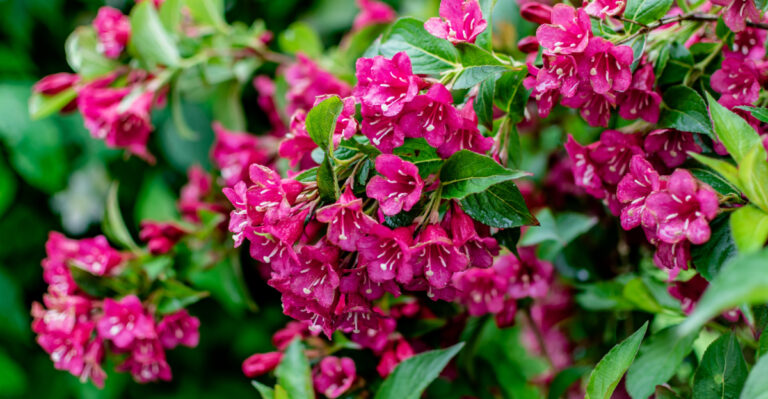weigela