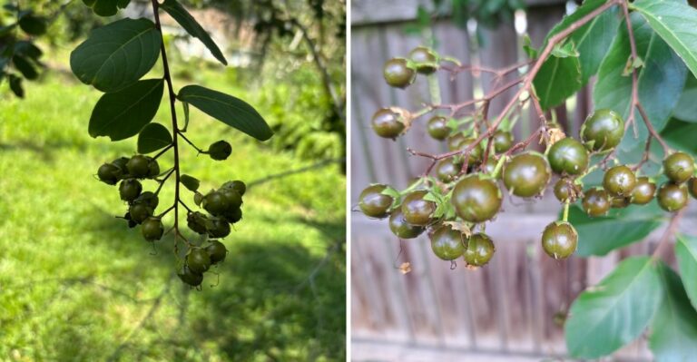 Should You Remove Texas Crepe Myrtle Seed Pods In September Or Leave Them Alone