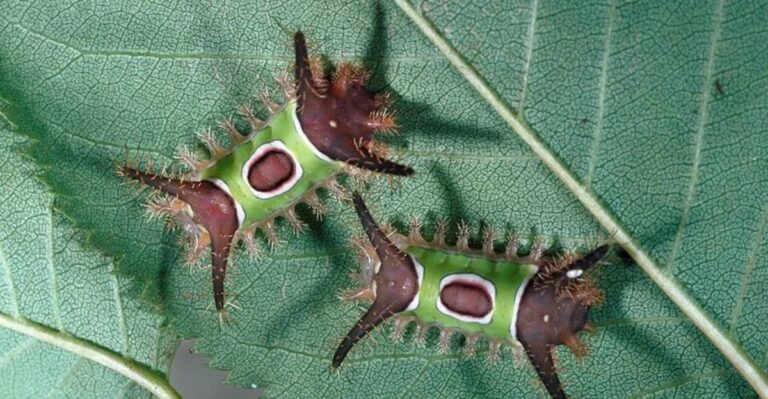 What To Do If You Spot A Venomous Saddleback Caterpillar In Your Florida Yard