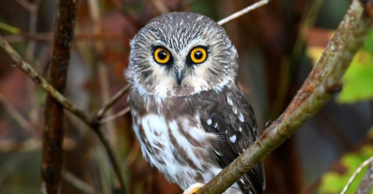 Why You’re Suddenly Hearing More Owls Around Ohio Homes This Fall